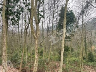 重慶  沙坪壩區(qū) 150平方米 農(nóng)村宅基地 使用權(quán)合作