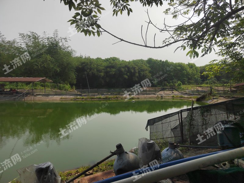 海南儋州40亩坑塘水面经营权出租