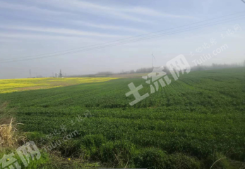 信阳罗山县490亩水浇地经营权出租