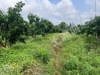 赣州信丰县50亩园地-果园经营权转让