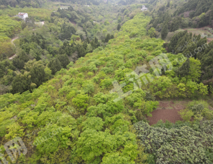 青白江清泉50亩林地经营权转让