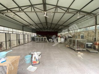 崇州市4畝養(yǎng)狗尋狗場(chǎng)地使用權(quán)出租