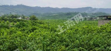 重慶江津區(qū)1000畝農(nóng)村宅基地使用權(quán)出租