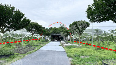 双流彭镇靠温江城区 果园里的1亩赏花围炉煮茶休闲场地出租