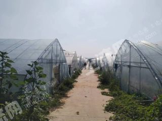郑州登封市60座大棚经营权出租