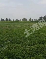 开封兰考县260亩水浇地经营权出租