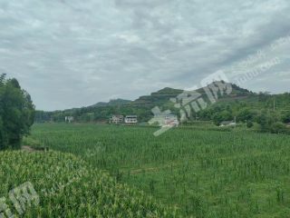 广安岳池县112亩水浇地经营权出租