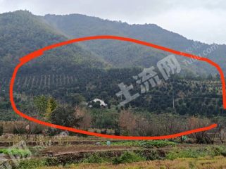 绍兴诸暨市60亩乔木林地经营权转包