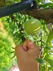 重庆綦江65亩成熟果园转让