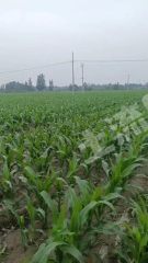 菏泽曹县700亩水浇地经营权出租