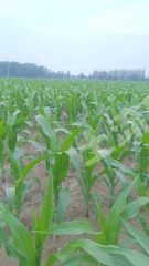 菏泽曹县736亩水浇地经营权出租XX1848