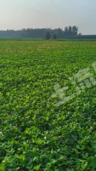 开封兰考县870亩水浇地经营权出租