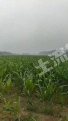 商丘睢县500亩水浇地经营权出租