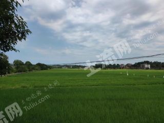 衡阳耒阳市1000亩水田经营权出租