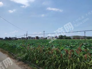 衡阳耒阳市1500亩水田·莲藕田经营权出租