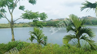 海南琼海市30亩其它林地经营权转让