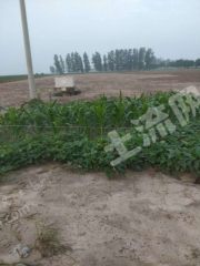 新乡封丘县40亩水浇地经营权出租XX1853