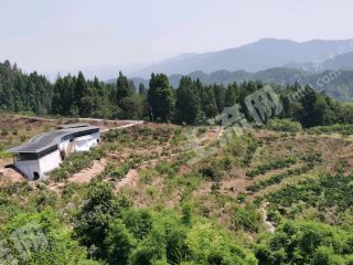 重庆巴南区 700亩 果园 经营权出租