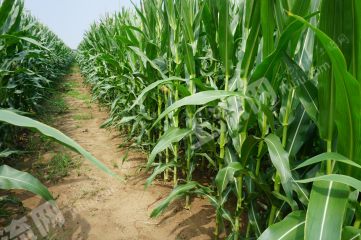 新乡平原示范区70亩优质水浇地经营权出租XX1856