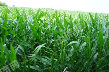 新乡平原示范区56亩水浇地经营权流转XX1850