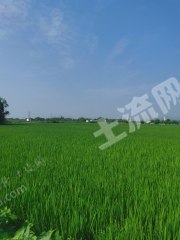 常州溧阳市630亩水田经营权出租，有种植补贴，成片