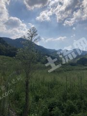 绍兴上虞区60亩旱地经营权出租，多种合作方式可议