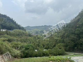 杭州余杭区36.21亩果园经营权转让