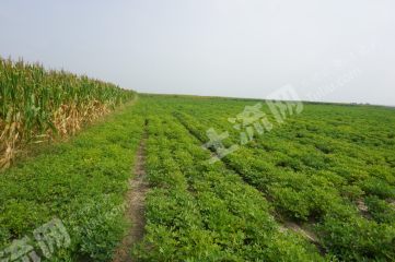 新乡封丘县700亩水浇地赔本出租XX1864