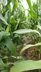 濮阳濮阳县320亩水浇地经营权出租XX1865