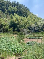 金华武义县100亩旱地经营权出租