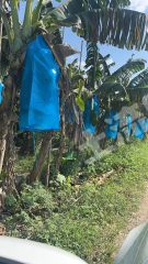 肇庆高要区160亩果园经营权出租