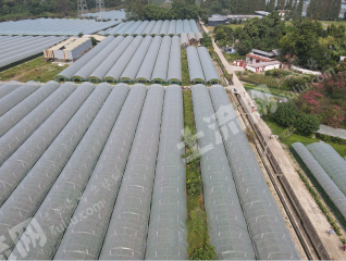 彭州蒙阳114亩阳光玫瑰葡萄园经营权转让