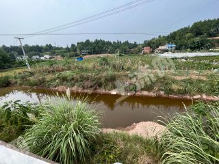 简阳市施家镇附近 18亩巨峰葡萄园 经营权转让