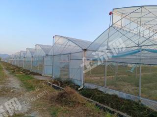 赣州会昌县1500亩蔬菜大棚经营权出租