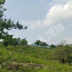 许昌禹州市1000亩荒山使用权转让XX1872