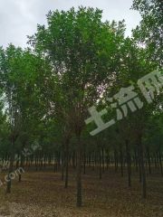 潍坊寿光市 400亩 乔木林地 经营权出租