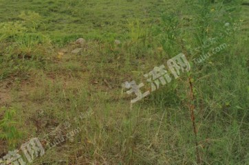 东莞长安镇288平农村宅基地使用权合作