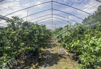 宁波慈溪市20亩水浇地经营权出租