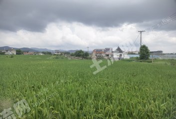 宁波镇海区500亩水田经营权出租