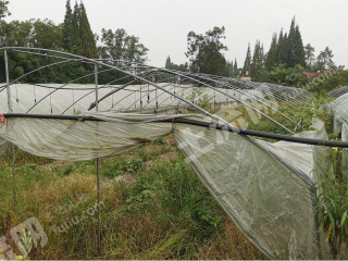 新都80亩钢架蔬菜大棚整体对外转让