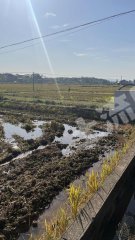 衡阳衡东县600亩水田经营权出租