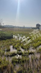 衡阳祁东县530亩水田经营权出租