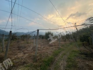 宁波海曙区18亩旱地经营权出租