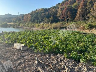 宁波海曙区60亩水浇地经营权出租