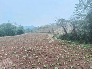 重庆70亩经果林经营权出租