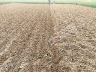 商丘民权县150亩水浇地经营权出租