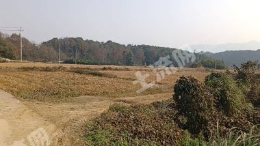 金华  义乌市 1500亩 水田 经营权出租