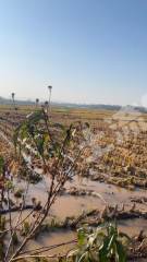 衡阳衡东县1500亩水田经营权出租