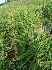 山东潍坊 39.53亩 水浇地 经营权出租