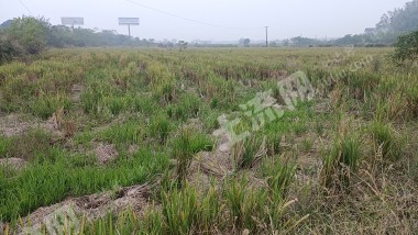 衡阳衡山县1000亩水浇地经营权出租